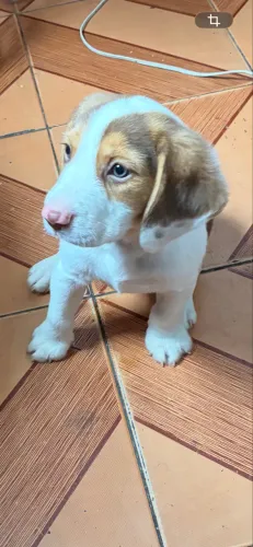 Beagle 13? macho puro 2 meses