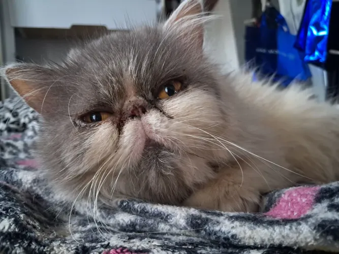 Gata Persa procura Persa p ACASALAMENTO c Macho