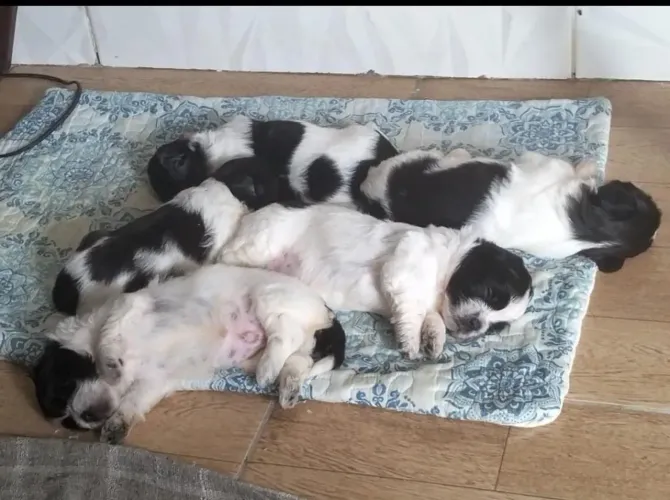 Cachorros 