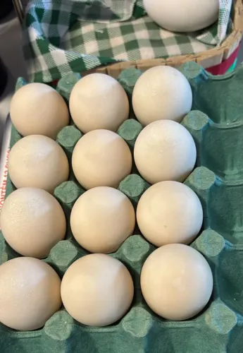 Ovos de pata