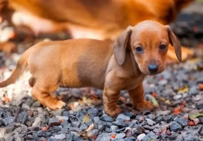 Basset Dachshund Teckel Mini Incríveis.