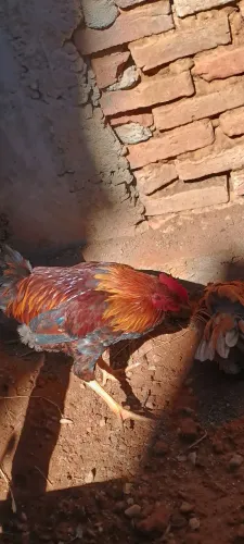 Lindo galo novo