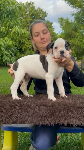 Boxer alto padrão