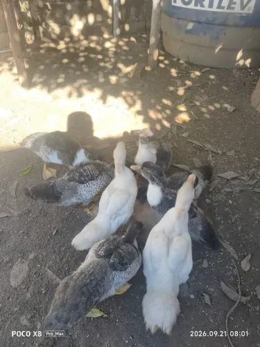 Patos variados machos e fêmeas