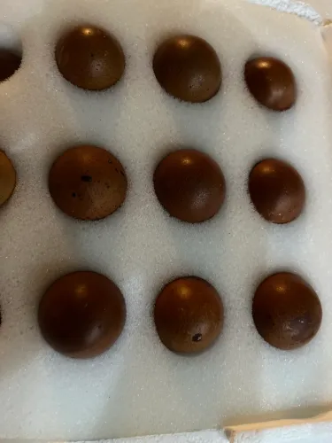 Ovos galados Marans  black copper