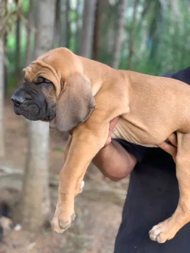 Filhote fila brasileiro
