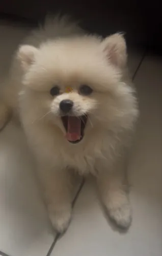 Spitz alemão fêmea