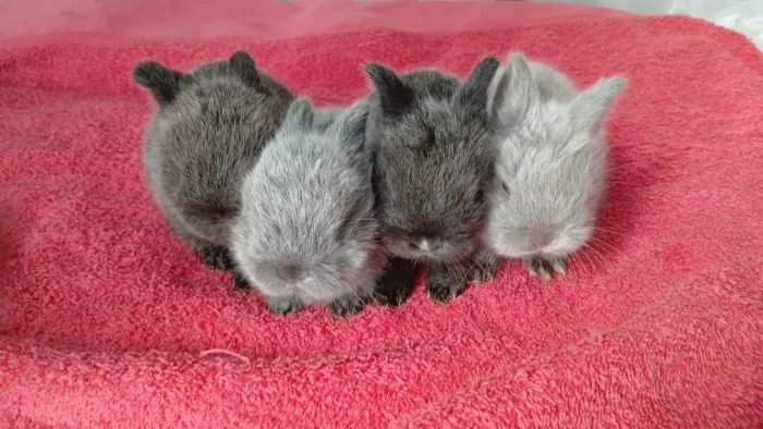 Coelhos mini netherland
