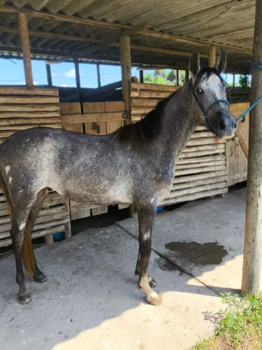 Potro (Cavalo) mangalarga marchador tordilho negro