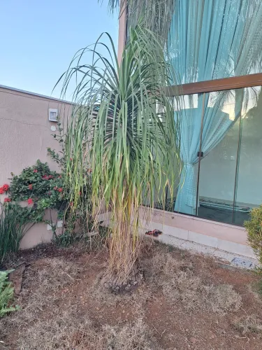 Plantas pata de elefante e jaboticabeira