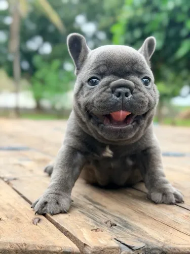 Bulldog francês