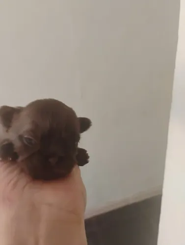 Shitzu mini chocolate sólido