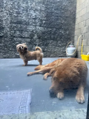 Doação Golden e lhasa apso