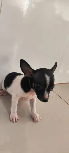 Pinscher 2 meses