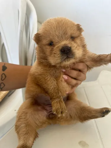 Filhote de ChowChow porte americano