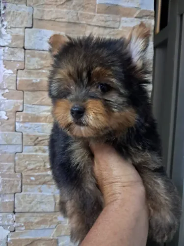 WORKSHIRE TERRIER