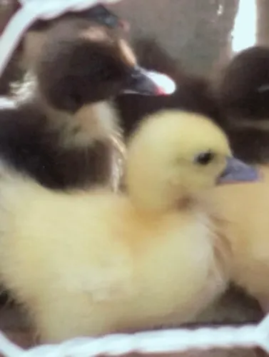 Vendo pintinhos e patinho 