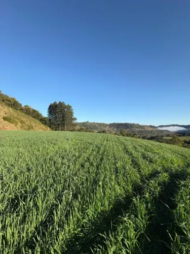 25 hectares à venda | Piratuba SC