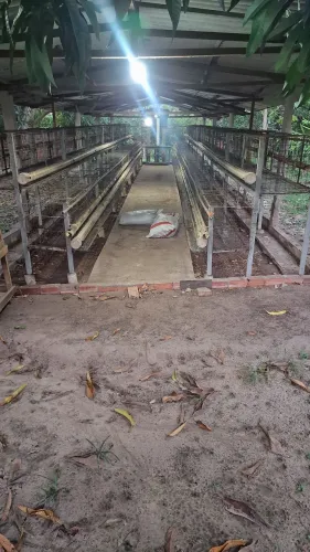 Gaiola pra galinhas