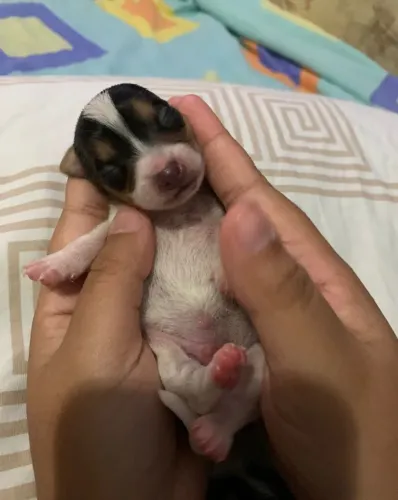 Vendo filhote de pinscher
