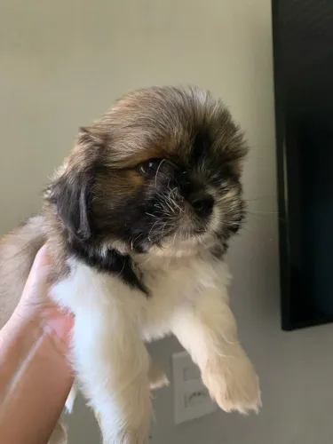 Filhotes Shih Tzu
