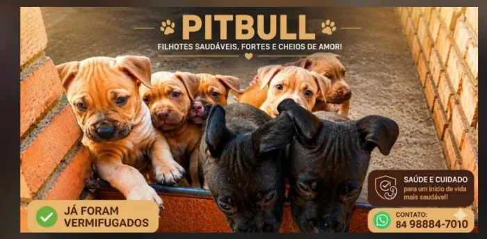 vendas de pitbull  monster