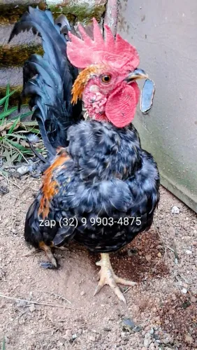 Casal de galinhas mini garnizé pescoço pelado polaco