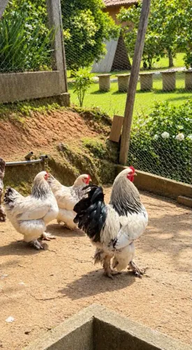 Brahma light galo e galinhas 