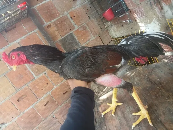 Vende se frango menor preço 100$ pra vender logo