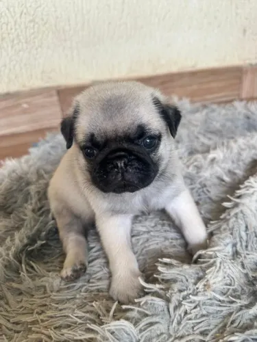 Pug Fêmea Mini