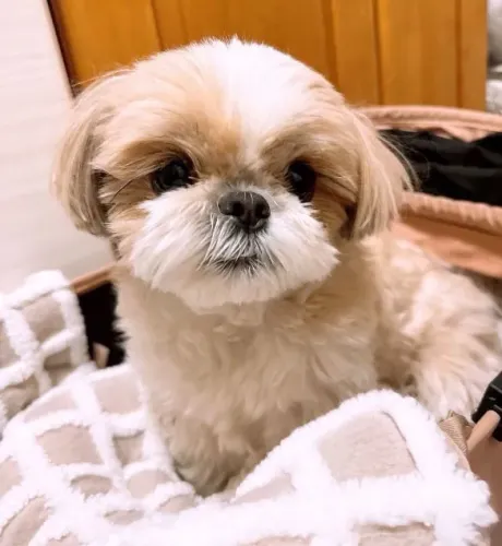 Filhote shih tzu, O amor verdadeiro é peludo e adora brincar!