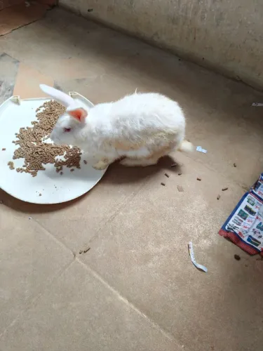 Coelhos