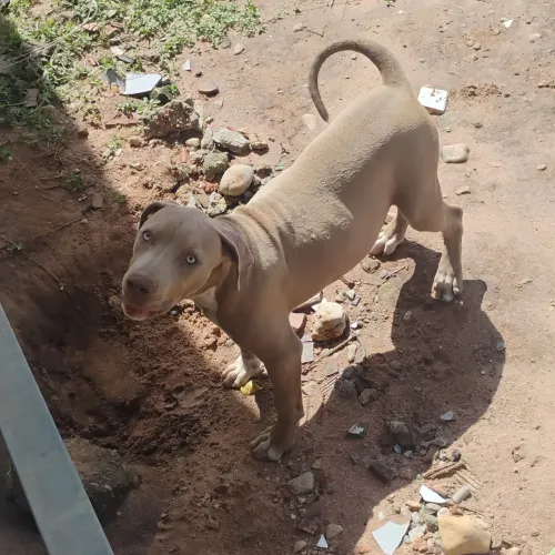 Cadela pitbull com todas as vacinas vermifugadas