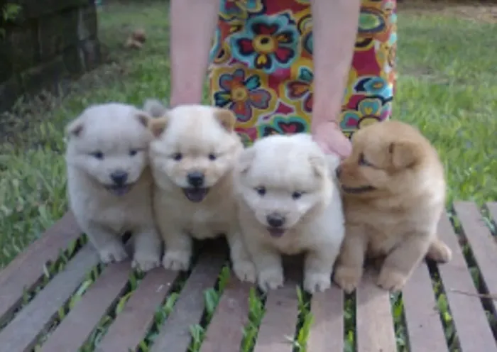 Filhotes de Chow Chow