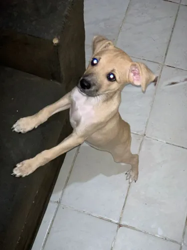 doação cachorro 