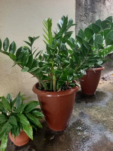 Planta zamiokuka acompanha o vaso