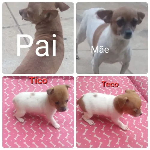 Pincher Machinhos