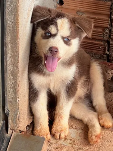 Husky siberiano fêmea
