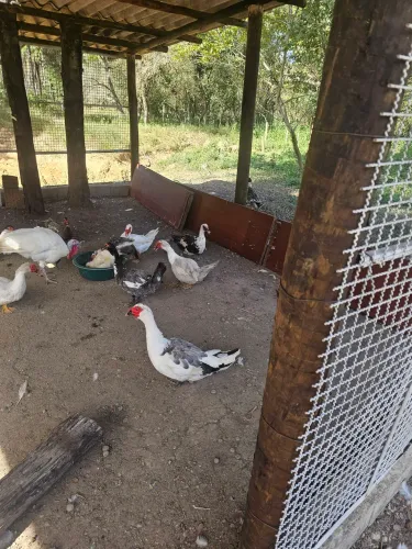 Patos e Patas 