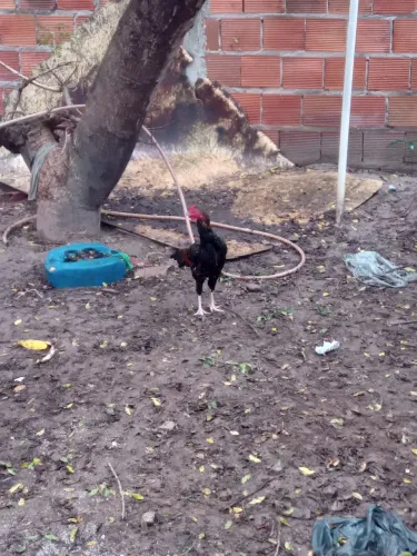 GALO DE RAÇA 