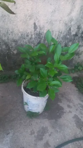 Frutíferas