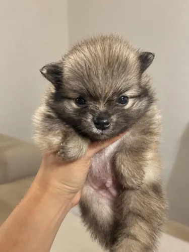 Lulu da pomerânia - Spitz alemão anão