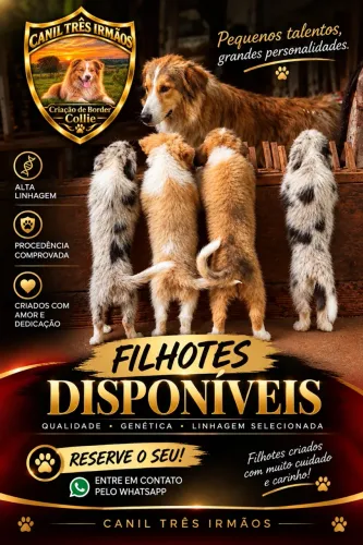 Filhotes de Border Collie -Alta Linhagem e Excelente Procedência