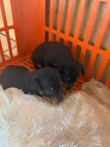 Pinscher macho 300