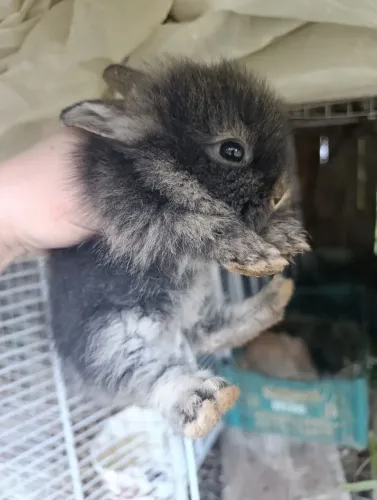Coelho Mini lion