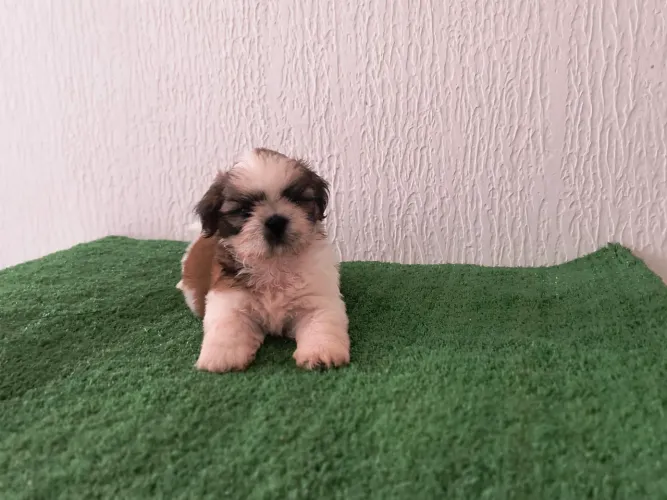 Lindo filhote de Shih Tzu