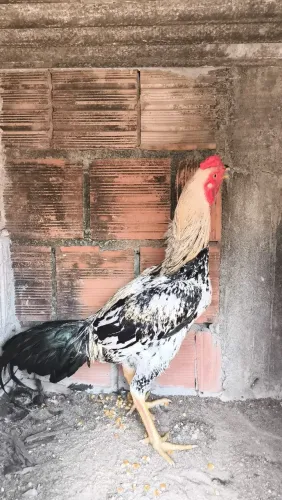 Galo carioca de ótima genética 