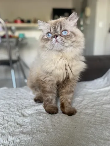 Gato persa himalaia procura namorada 