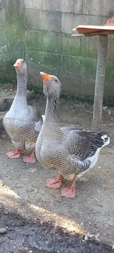 Asal ganso Toulouse adulto