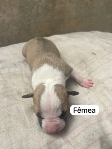 Pit bull